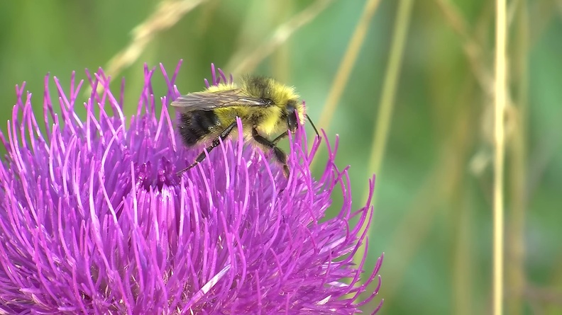 Bumble Bee (Bombus frigidus) on Thistle flower 2
